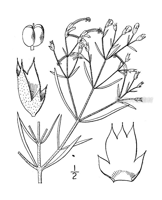 古植物学植物插图:Trichostema lineare，窄叶蓝色卷曲